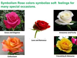 Grace and Elegance
Enthusiasm
Innocence and Purity
Friendship & Welcome
Love and Romance
Symbolism Rose colors symbolize soft feelings for
many special occasions.
 