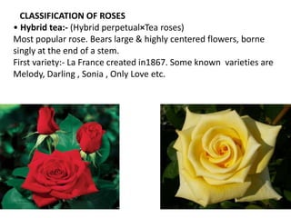 ROSE CULTIVATION | PPTX