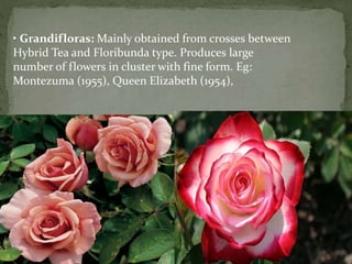 • Grandifloras: Mainly obtained from crosses between
Hybrid Tea and Floribunda type. Produces large
number of flowers in cluster with fine form. Eg:
Montezuma (1955), Queen Elizabeth (1954),
 