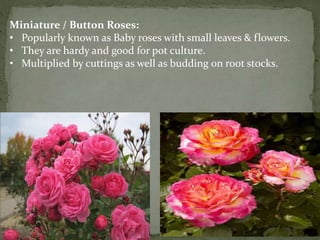 Miniature / Button Roses:
• Popularly known as Baby roses with small leaves & flowers.
• They are hardy and good for pot culture.
• Multiplied by cuttings as well as budding on root stocks.
 