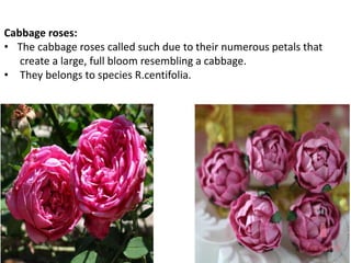 Cabbage roses:
• The cabbage roses called such due to their numerous petals that
create a large, full bloom resembling a cabbage.
• They belongs to species R.centifolia.
 