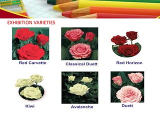 EXHIBITION VARIETIES
 