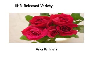 IIHR Released Variety
Arka Parimala
 