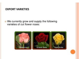 EXPORT VARIETIES
 