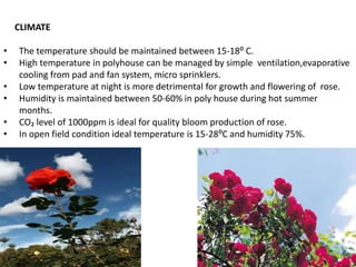 CLIMATE
• The temperature should be maintained between 15-18⁰ C.
• High temperature in polyhouse can be managed by simple ventilation,evaporative
cooling from pad and fan system, micro sprinklers.
• Low temperature at night is more detrimental for growth and flowering of rose.
• Humidity is maintained between 50-60% in poly house during hot summer
months.
• CO₂ level of 1000ppm is ideal for quality bloom production of rose.
• In open field condition ideal temperature is 15-28⁰C and humidity 75%.
 