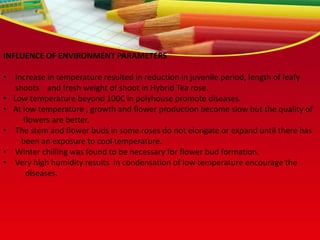 INFLUENCE OF ENVIRONMENT PARAMETERS
• Increase in temperature resulted in reduction in juvenile period, length of leafy
shoots and fresh weight of shoot in Hybrid Tea rose.
• Low temperature beyond 100C in polyhouse promote diseases.
• At low temperature , growth and flower production become slow but the quality of
flowers are better.
• The stem and flower buds in some roses do not elongate or expand until there has
been an exposure to cool temperature.
• Winter chilling was found to be necessary for flower bud formation.
• Very high humidity results in condensation of low temperature encourage the
diseases.
 