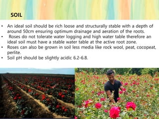 SOIL
• An ideal soil should be rich loose and structurally stable with a depth of
around 50cm ensuring optimum drainage and aeration of the roots.
• Roses do not tolerate water logging and high water table therefore an
ideal soil must have a stable water table at the active root zone.
• Roses can also be grown in soil less media like rock wool, peat, cocopeat,
perlite.
• Soil pH should be slightly acidic 6.2-6.8.
 