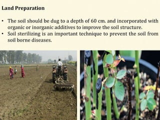Land Preparation
• The soil should be dug to a depth of 60 cm. and incorporated with
organic or inorganic additives to improve the soil structure.
• Soil sterilizing is an important technique to prevent the soil from
soil borne diseases.
 