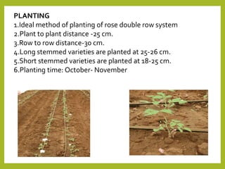 PLANTING
1.Ideal method of planting of rose double row system
2.Plant to plant distance -25 cm.
3.Row to row distance-30 cm.
4.Long stemmed varieties are planted at 25-26 cm.
5.Short stemmed varieties are planted at 18-25 cm.
6.Planting time: October- November
 