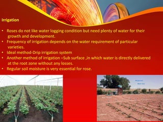 Irrigation
• Roses do not like water logging condition but need plenty of water for their
growth and development.
• Frequency of irrigation depends on the water requirement of particular
varieties.
• Ideal method-Drip irrigation system
• Another method of irrigation –Sub surface ,in which water is directly delivered
at the root zone without any losses.
• Regular soil moisture is very essential for rose.
 