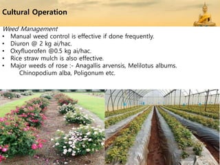Cultural Operation
Weed Management
• Manual weed control is effective if done frequently.
• Diuron @ 2 kg ai/hac.
• Oxyfluorofen @0.5 kg ai/hac.
• Rice straw mulch is also effective.
• Major weeds of rose :- Anagallis arvensis, Melilotus albums.
Chinopodium alba, Poligonum etc.
 