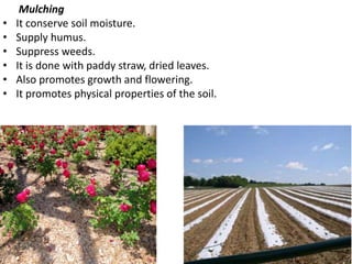 Mulching
• It conserve soil moisture.
• Supply humus.
• Suppress weeds.
• It is done with paddy straw, dried leaves.
• Also promotes growth and flowering.
• It promotes physical properties of the soil.
 