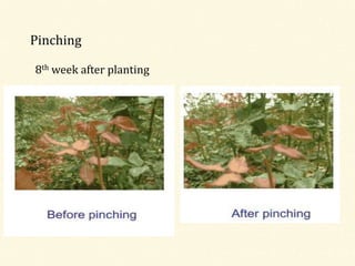 Pinching
8th week after planting
 