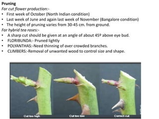 Pruning
For cut flower production:-
• First week of October (North Indian condition)
• Last week of June and again last week of November (Bangalore condition)
• The height of pruning varies from 30-45 cm. from ground.
For hybrid tea roses:-
• A sharp cut should be given at an angle of about 45º above eye bud.
• FLORIBUNDA:- Pruned lightly
• POLYANTHAS:-Need thinning of over crowded branches.
• CLIMBERS:-Removal of unwanted wood to control size and shape.
 