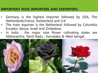 IMPORTANT ROSE IMPORTERS AND EXPORTERS:
• Germany is the highest importer followed by USA, The
Netherlands,France, Switzerland and U.K
• The main exporter is the Netherland followed by Columbia
Ecuador, Kenya, Israel and Zimbabwe.
• In India , the major rose flower cultivating states are
Maharashtra, Tamil Nadu , Karnataka & West bengal .
 