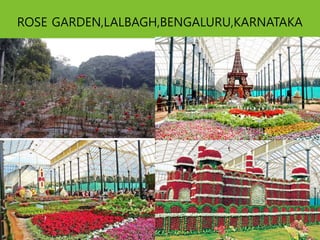 ROSE GARDEN,LALBAGH,BENGALURU,KARNATAKA
 