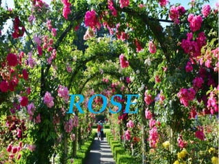 Introduction
• Kingdom: Plantae
• Class: Magnoliopsida
• Family: Rosaceae
• Genus: Rosa
• Scientific names: Rosa centifoli...