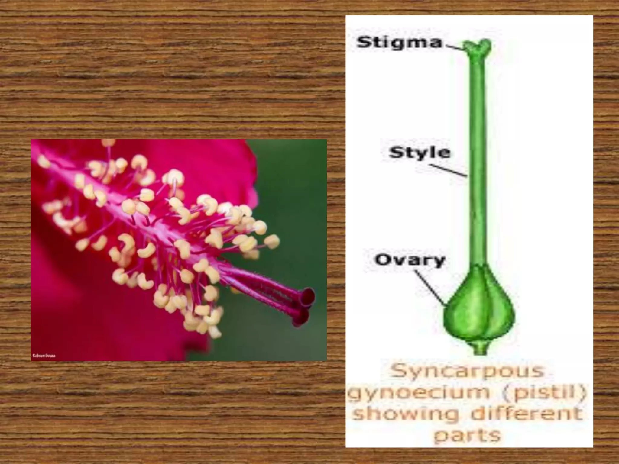  structure of flower