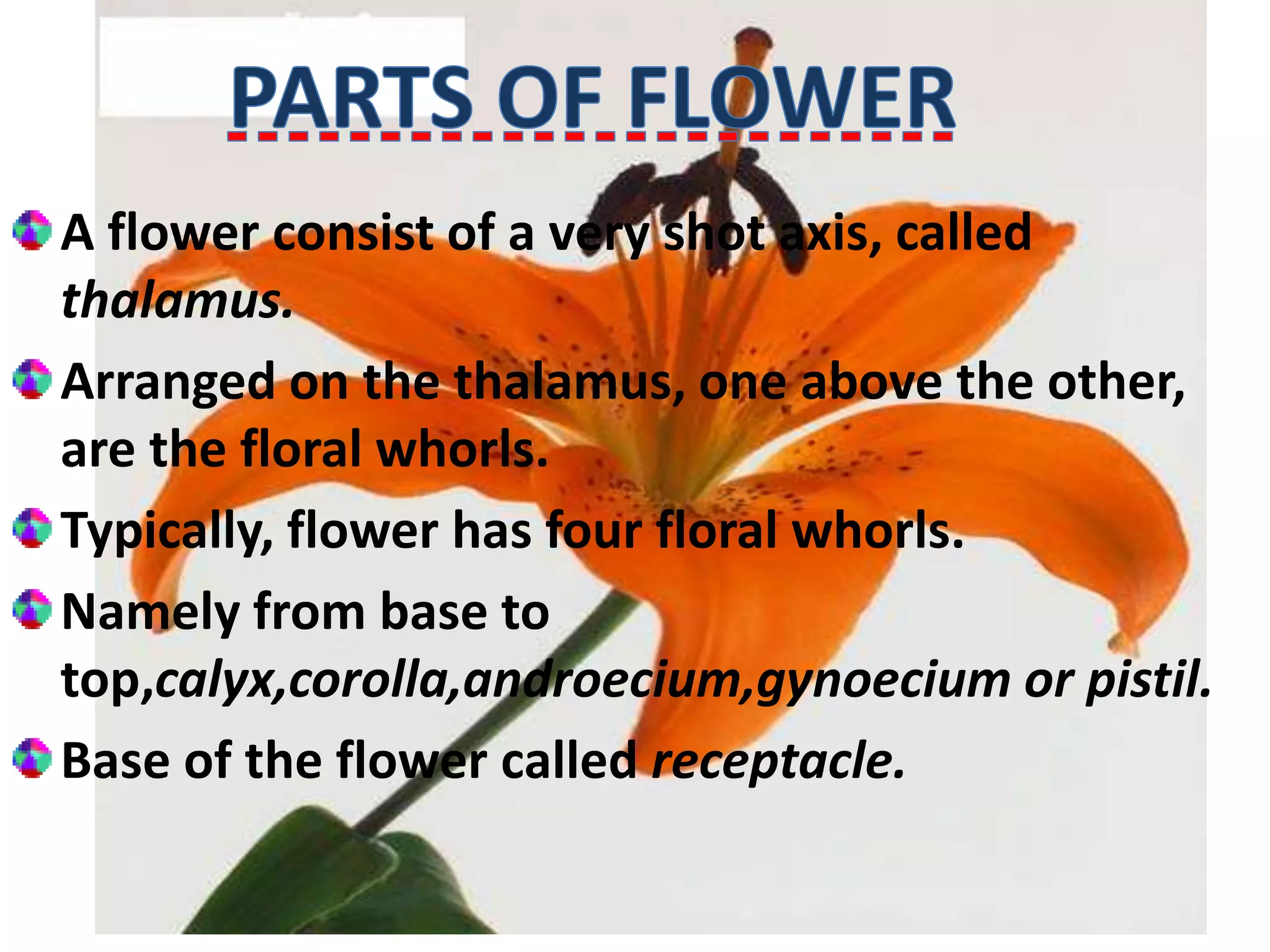 A flower consist of a very shot axis, called
thalamus.
Arranged on the thalamus, one above the other,
are the floral whorls.
Typically, flower has four floral whorls.
Namely from base to
top,calyx,corolla,androecium,gynoecium or pistil.
Base of the flower called receptacle.
 