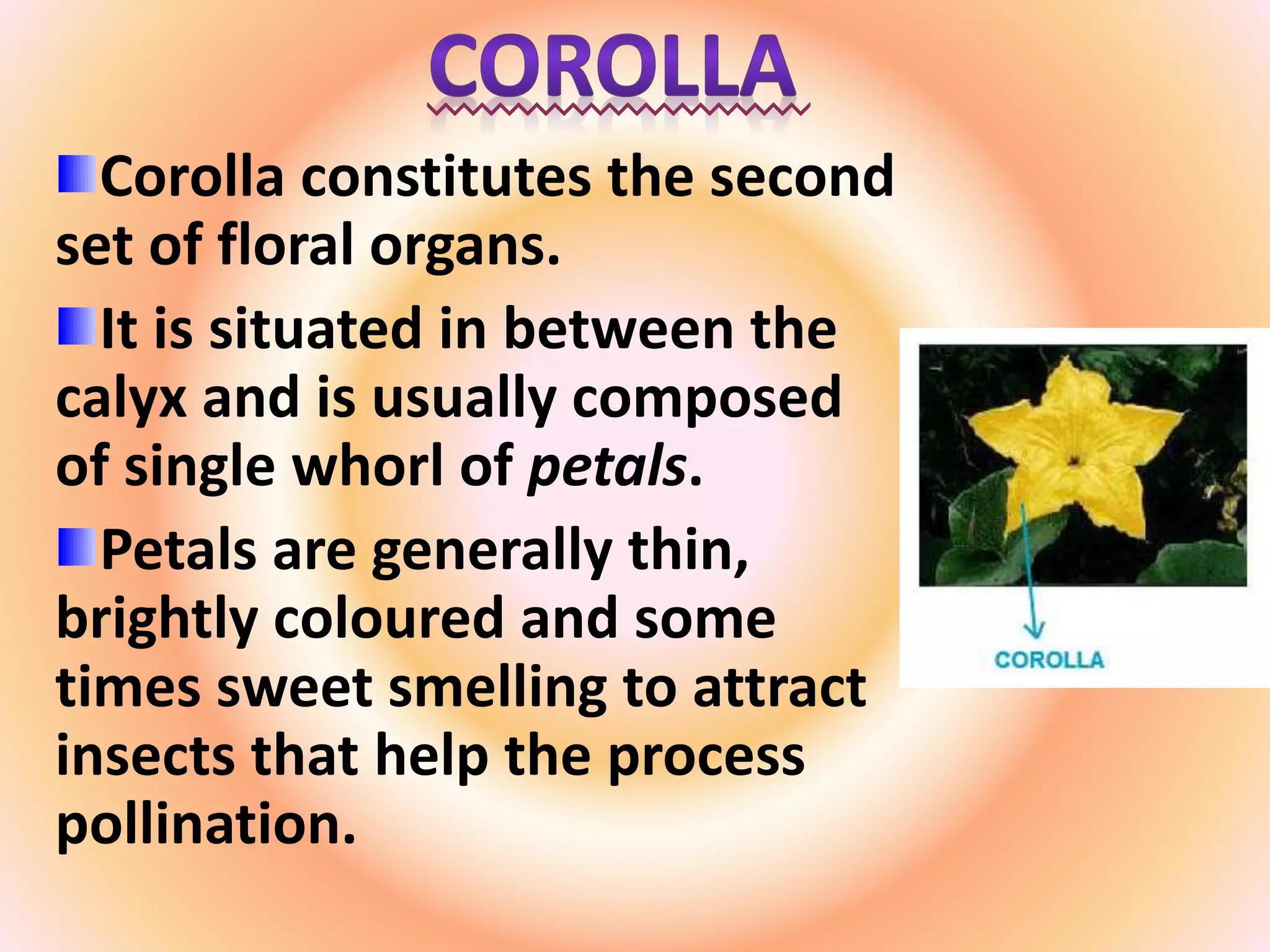 Corolla constitutes the second
set of floral organs.
It is situated in between the
calyx and is usually composed
of single whorl of petals.
Petals are generally thin,
brightly coloured and some
times sweet smelling to attract
insects that help the process
pollination.
 