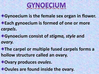 Gynoecium is the female sex organ in flower.
Each gynoecium is formed of one or more
carpels.
Gynoecium consist of stigma, style and
ovary.
The carpel or multiple fused carpels forms a
hollow structure called an ovary.
Ovary produces ovules.
Ovules are found inside the ovary.
 