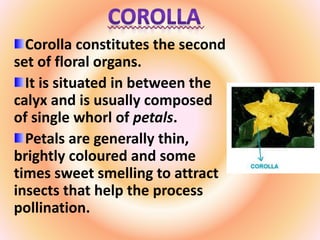 Corolla constitutes the second
set of floral organs.
It is situated in between the
calyx and is usually composed
of single whorl of petals.
Petals are generally thin,
brightly coloured and some
times sweet smelling to attract
insects that help the process
pollination.
 