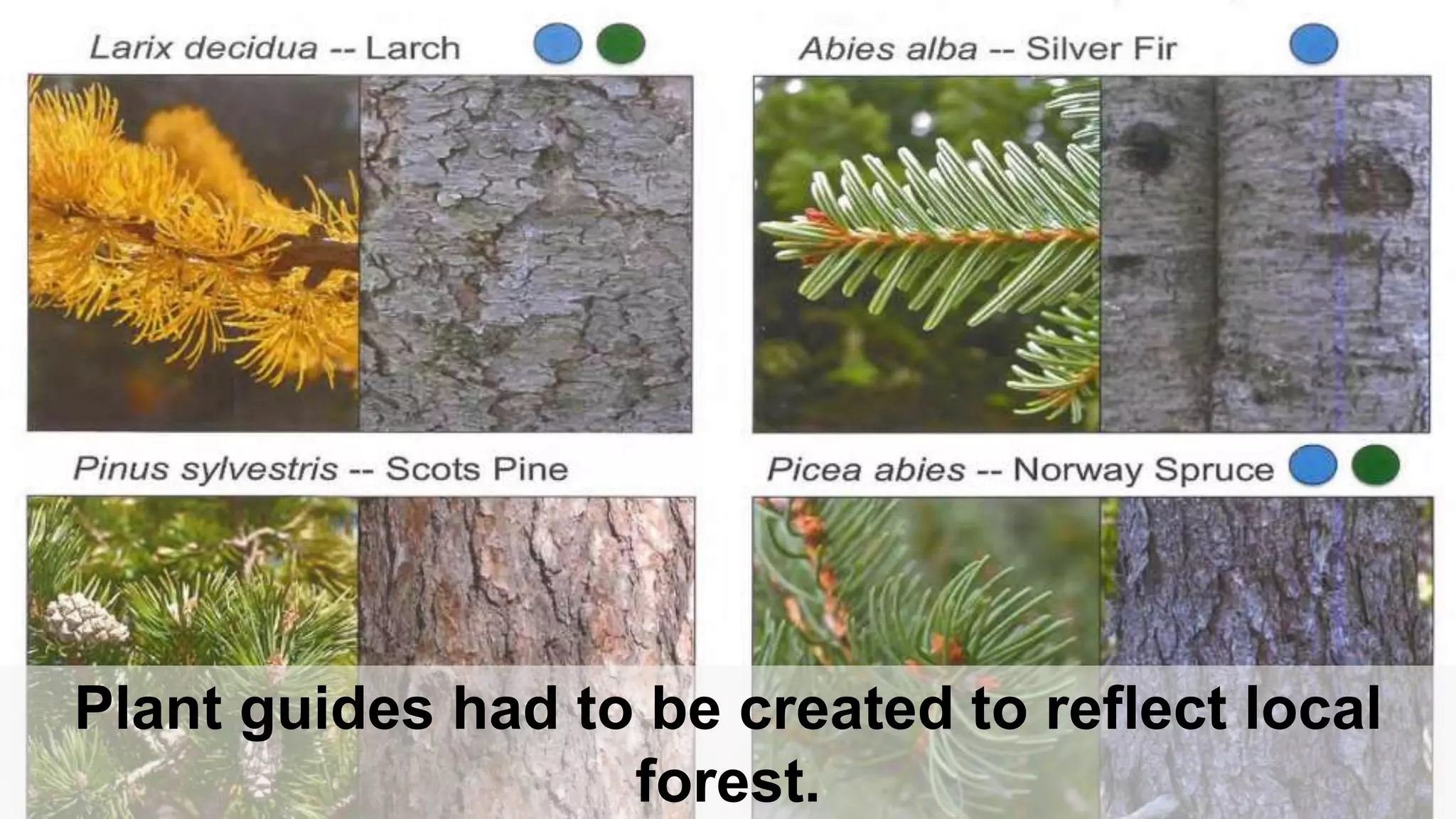 Plant guides had to be created to reflect local
forest.
 