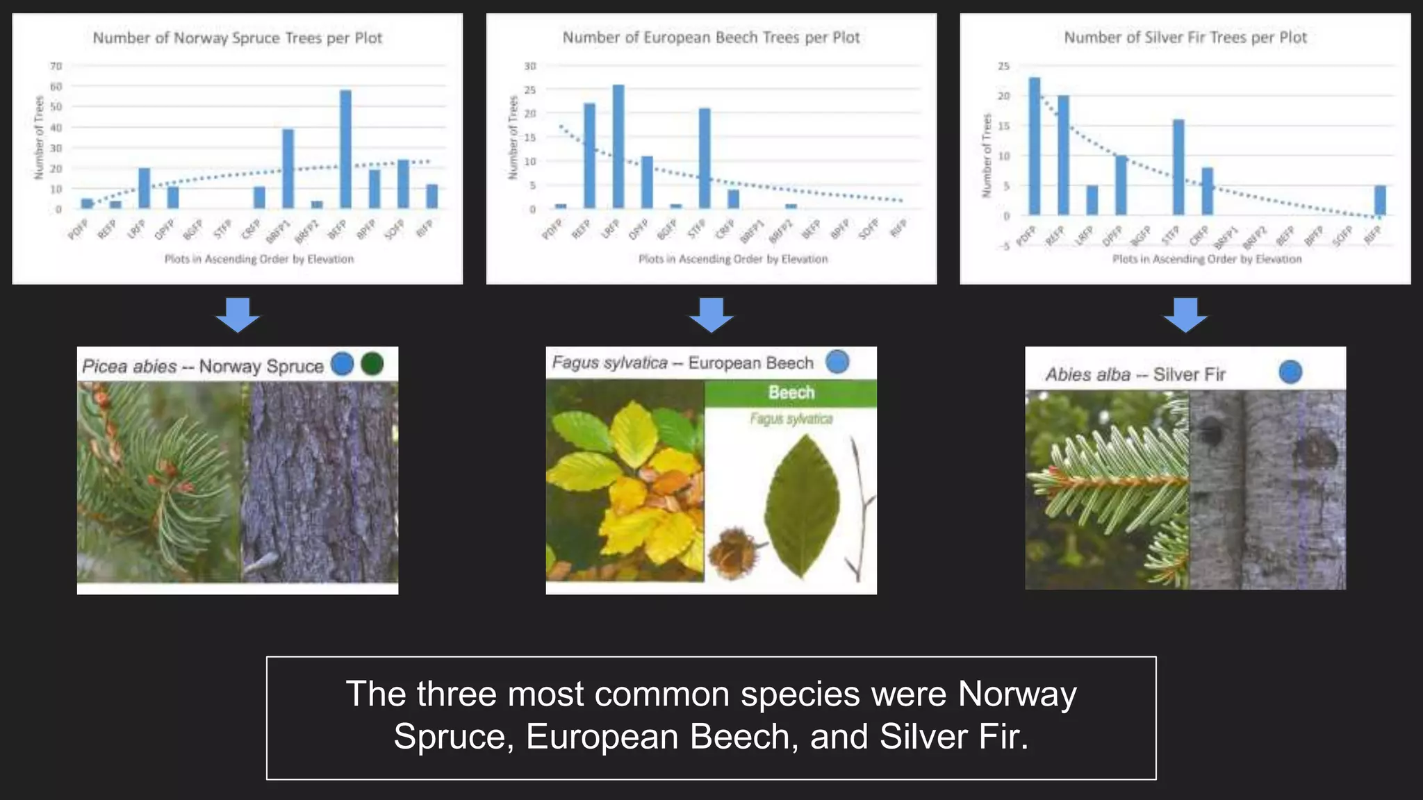 The three most common species were Norway
Spruce, European Beech, and Silver Fir.
 