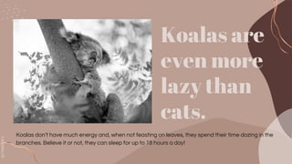 SLIDESMANIA.COM
Koalas are
even more
lazy than
cats.
Koalas don’t have much energy and, when not feasting on leaves, they spend their time dozing in the
branches. Believe it or not, they can sleep for up to 18 hours a day!
 