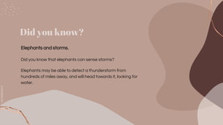 SLIDESMANIA.COM
SLIDESMANIA.COM
Did you know?
Elephants and storms.
Did you know that elephants can sense storms?
Elephants may be able to detect a thunderstorm from
hundreds of miles away, and will head towards it, looking for
water.
 