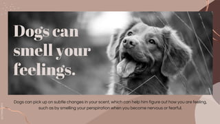 SLIDESMANIA.COM
Dogs can
smell your
feelings.
Dogs can pick up on subtle changes in your scent, which can help him figure out how you are feeling,
such as by smelling your perspiration when you become nervous or fearful.
 