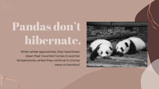 SLIDESMANIA.COM
Pandas don’t
hibernate.
When winter approaches, they head lower
down their mountain homes to warmer
temperatures, where they continue to chomp
away on bamboo!
 