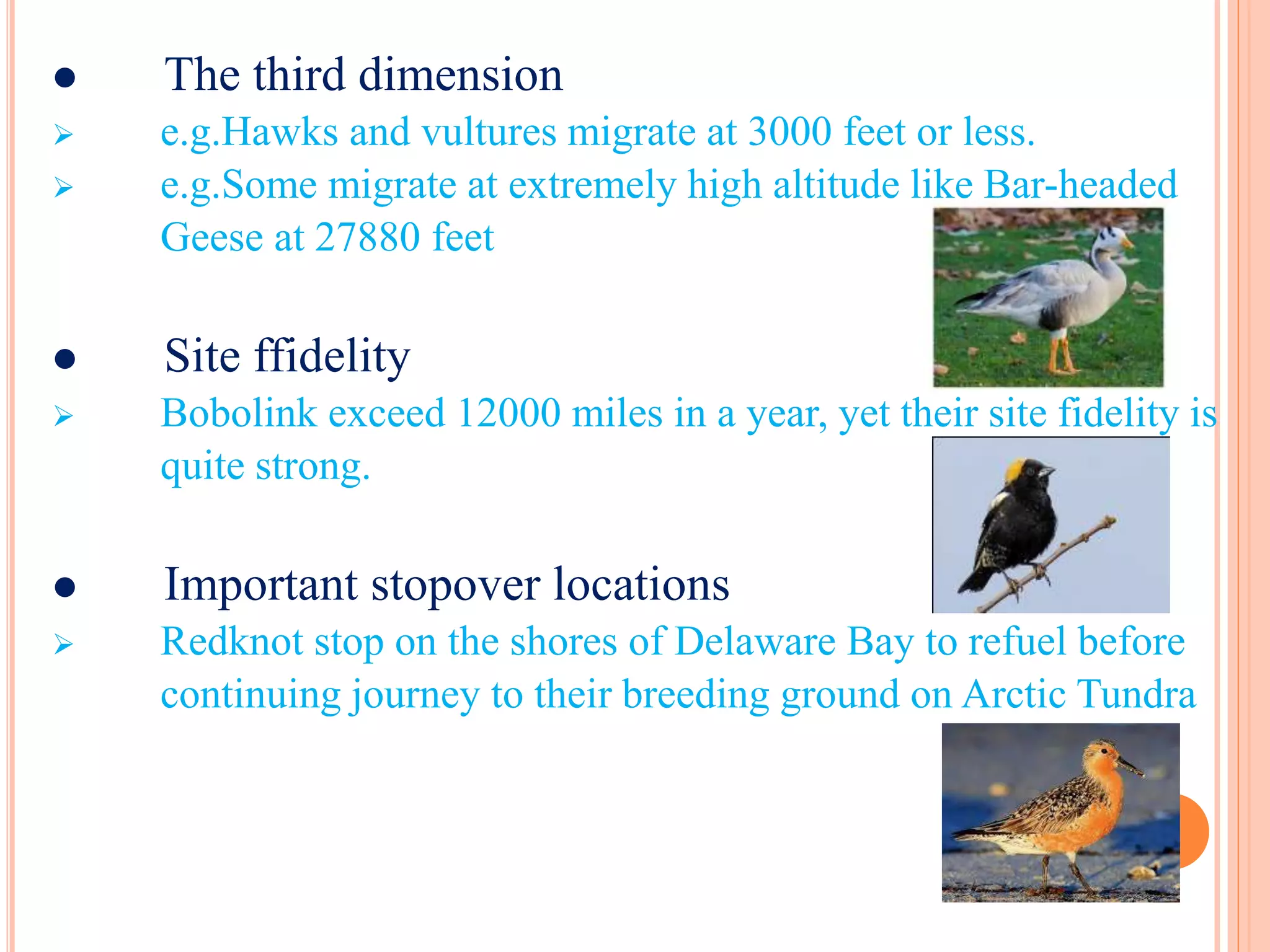  The third dimension 
 e.g.Hawks and vultures migrate at 3000 feet or less. 
 e.g.Some migrate at extremely high altitude like Bar-headed 
Geese at 27880 feet 
 Site ffidelity 
 Bobolink exceed 12000 miles in a year, yet their site fidelity is 
quite strong. 
 Important stopover locations 
 Redknot stop on the shores of Delaware Bay to refuel before 
continuing journey to their breeding ground on Arctic Tundra 
 