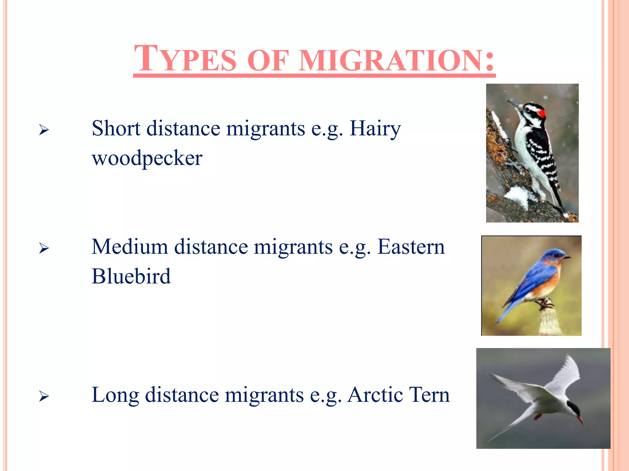 TYPES OF MIGRATION: 
 Short distance migrants e.g. Hairy 
woodpecker 
 Medium distance migrants e.g. Eastern 
Bluebird 
 Long distance migrants e.g. Arctic Tern 
 
