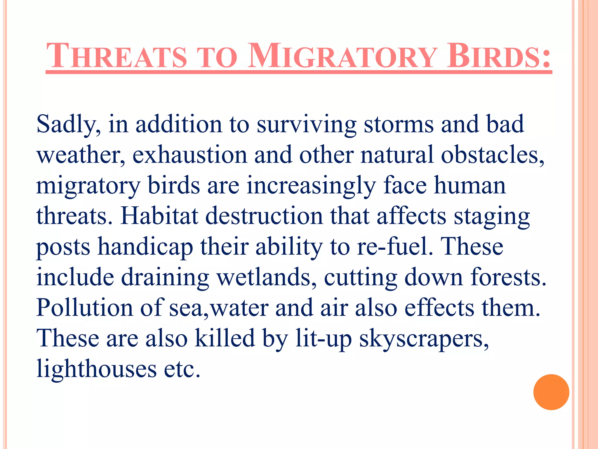 THREATS TO MIGRATORY BIRDS: 
Sadly, in addition to surviving storms and bad 
weather, exhaustion and other natural obstacles, 
migratory birds are increasingly face human 
threats. Habitat destruction that affects staging 
posts handicap their ability to re-fuel. These 
include draining wetlands, cutting down forests. 
Pollution of sea,water and air also effects them. 
These are also killed by lit-up skyscrapers, 
lighthouses etc. 
 