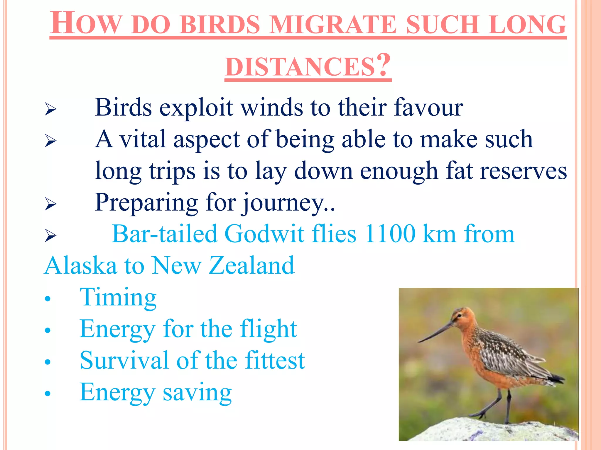 HOW DO BIRDS MIGRATE SUCH LONG 
DISTANCES? 
 Birds exploit winds to their favour 
 A vital aspect of being able to make such 
long trips is to lay down enough fat reserves 
 Preparing for journey.. 
 Bar-tailed Godwit flies 1100 km from 
Alaska to New Zealand 
 Timing 
 Energy for the flight 
 Survival of the fittest 
 Energy saving 
 