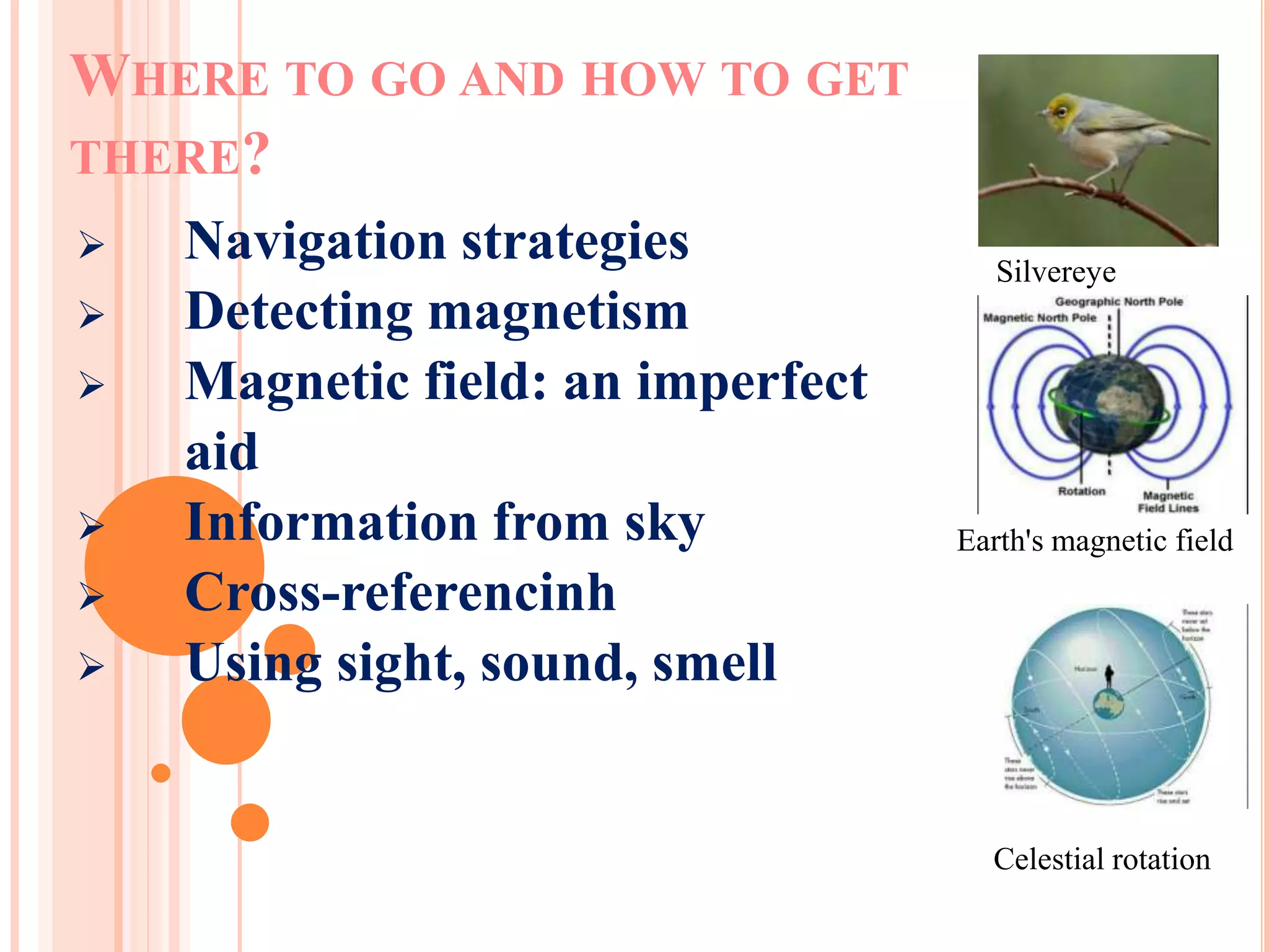 WHERE TO GO AND HOW TO GET 
THERE? 
 Navigation strategies 
 Detecting magnetism 
 Magnetic field: an imperfect 
aid 
 Information from sky 
 Cross-referencinh 
 Using sight, sound, smell 
Silvereye 
Earth's magnetic field 
Celestial rotation 
 