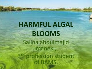 HARMFUL ALGAL
BLOOMS
Salina abdulmajid
manek ,
3rd profession student
of BAMS.
 