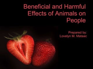 Beneficial and Harmful Effects of Animals on People ,[object Object],[object Object]