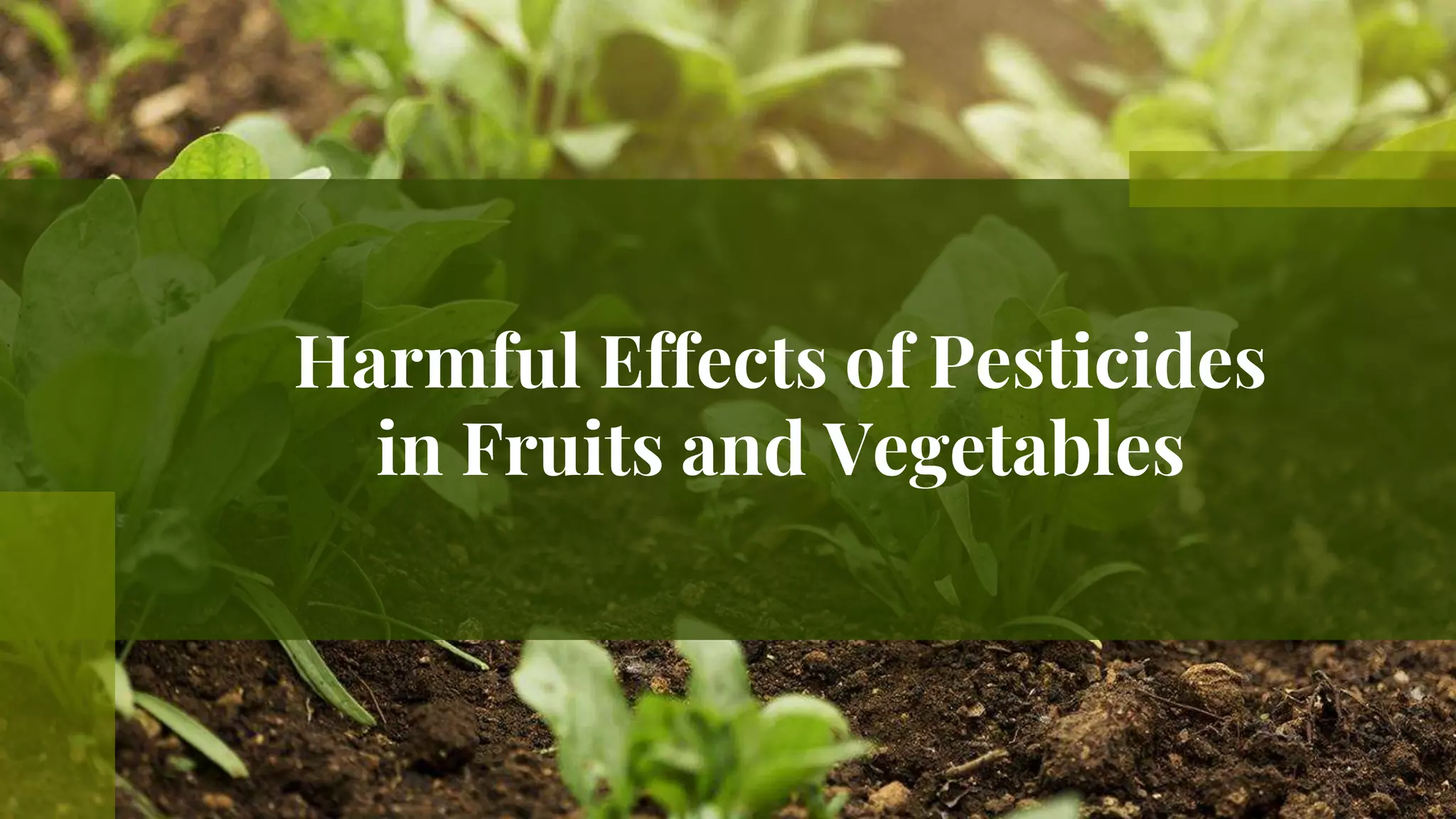 Harmful Effects of Pesticides in Fruits and Vegetables PPT