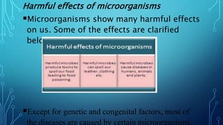 Harmful effects of microorganisms
Microorganisms show many harmful effects
on us. Some of the effects are clarified
below.
Except for genetic and congenital factors, most of
the diseases are caused by certain microorganisms.
 