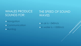 WHALES PRODUCE
SOUNDS FOR:
Navigation
Communication
Hunting
THE SPEED OF SOUND
WAVES
In air is ~340m/s
In water is ~1...