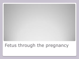 Fetus through the pregnancy
 
