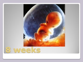 8 weeks
 