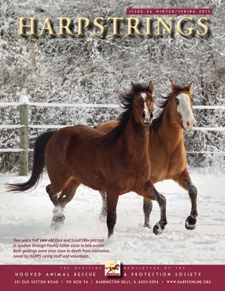 ISSUE   26   winter/SPRING   2013




Two and a half year old Elvis and Scout (30+ yrs) trot
in tandem through freshly fallen snow in late winter.
Both geldings were once close to death from starvation,
saved by HARPS caring staff and volunteers.
 