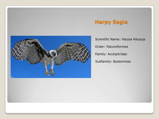 Harpy Eagle

Scientific Name: Harpia Harpyja
Order: Falconiformes
Family: Acctipitridae
Subfamily: Buteoninae

 