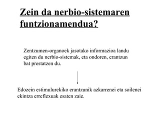 Zein da nerbio-sistemaren
 funtzionamendua?

  Zentzumen-organoek jasotako informazioa landu
  egiten du nerbio-sistemak, eta ondoren, erantzun
  bat prestatzen du.



Edozein estimulurekiko erantzunik azkarrenei eta soilenei
ekintza erreflexuak esaten zaie.
 