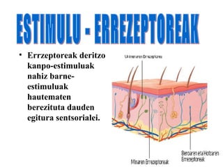 • Errzeptoreak deritzo
  kanpo-estimuluak
  nahiz barne-
  estimuluak
  hautematen
  berezituta dauden
  egitura sentsorialei.
 