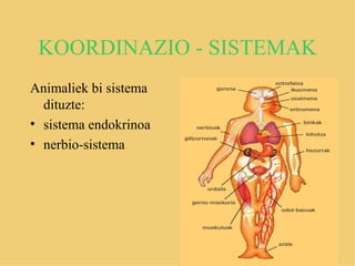 KOORDINAZIO - SISTEMAK
Animaliek bi sistema
  dituzte:
• sistema endokrinoa
• nerbio-sistema
 