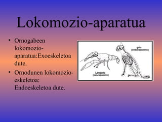 Lokomozio-aparatua
• Ornogabeen
  lokomozio-
  aparatua:Exoeskeletoa
  dute.
• Ornodunen lokomozio-
  eskeletoa:
  Endoeskeletoa dute.
 